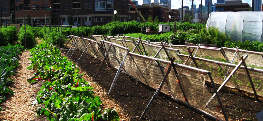 New_crops-Chicago_urban_farm